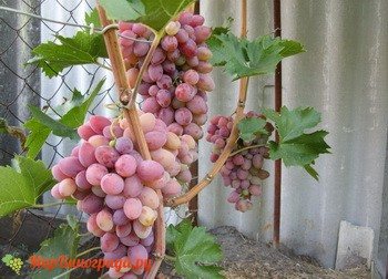 Red delight grapes