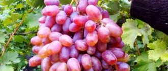 Юлианско грозде