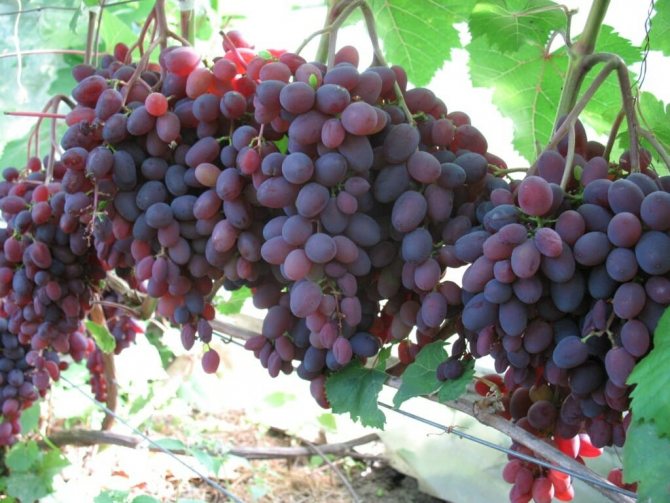 Zaporizhzhya grapes