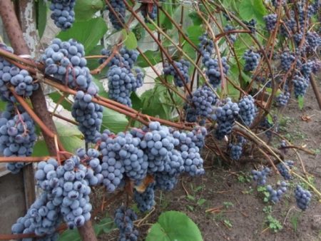 Zilga grapes: description of the variety, photos, reviews