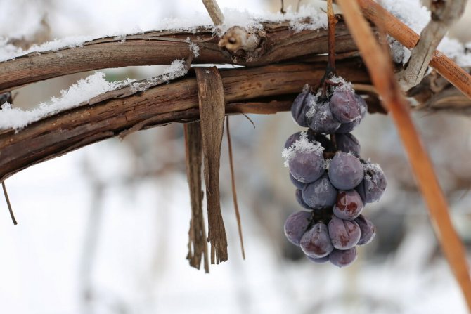 العنب في الشتاء
