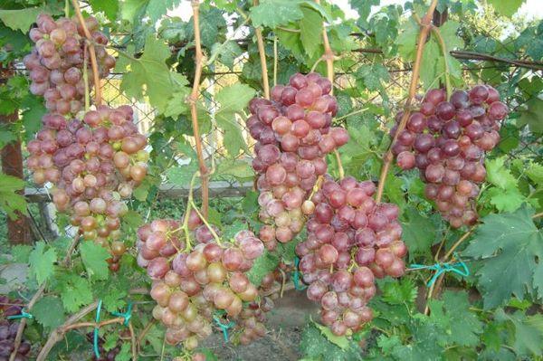 grape bunches