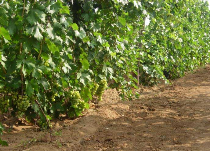 Belukar anggur dari pelbagai Fenomena tumbuh dengan penjagaan yang mencukupi di atas pertumbuhan purata