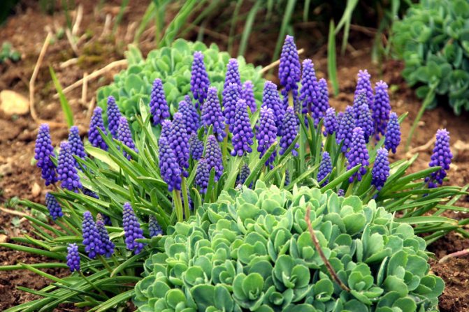 hroznový hyacint