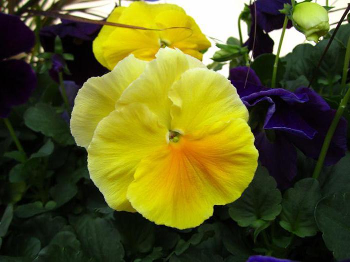 bunga viola