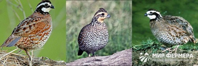 Virginia quail breed photo