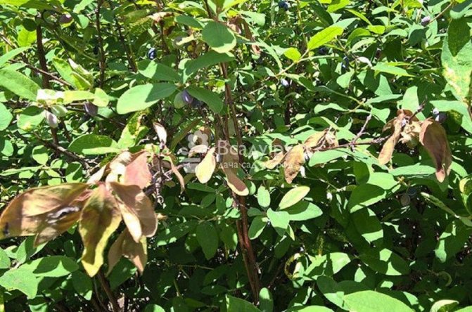 Mosaic rash virus leads to excessive bushiness of honeysuckle and disrupts development