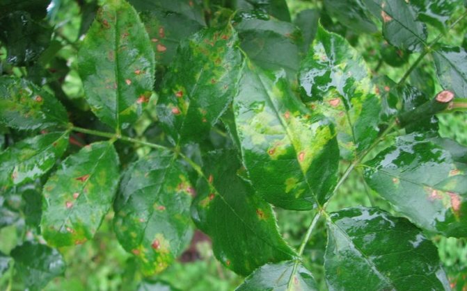 Viral diseases of edible honeysuckle and their treatment