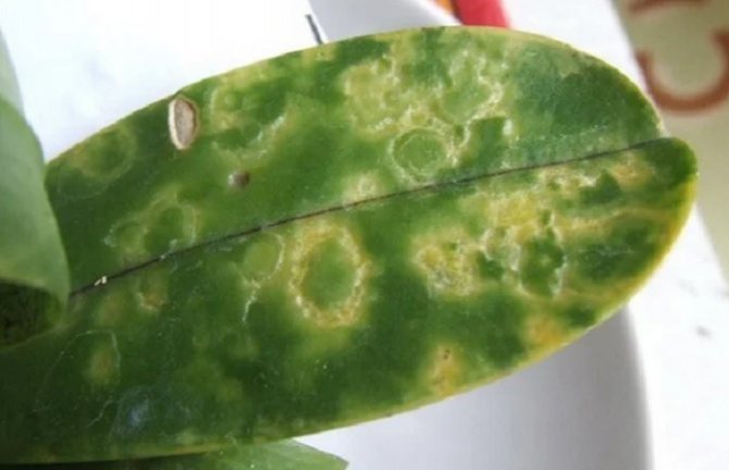 Viral infections are introduced to phalaenopsis, mainly by insect pests. Therefore, the timely destruction of aphids and other sucking parasites is the basis for the prevention of viral diseases.