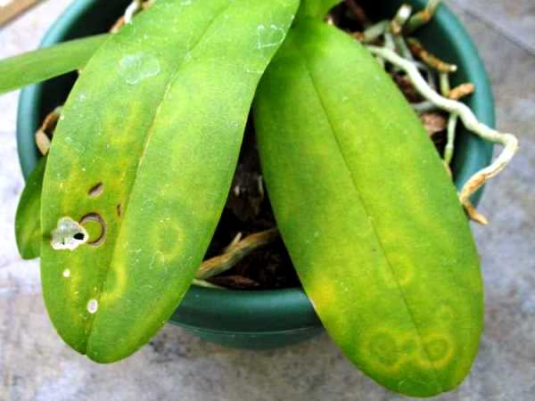 Снимка на вируси на орхидеи