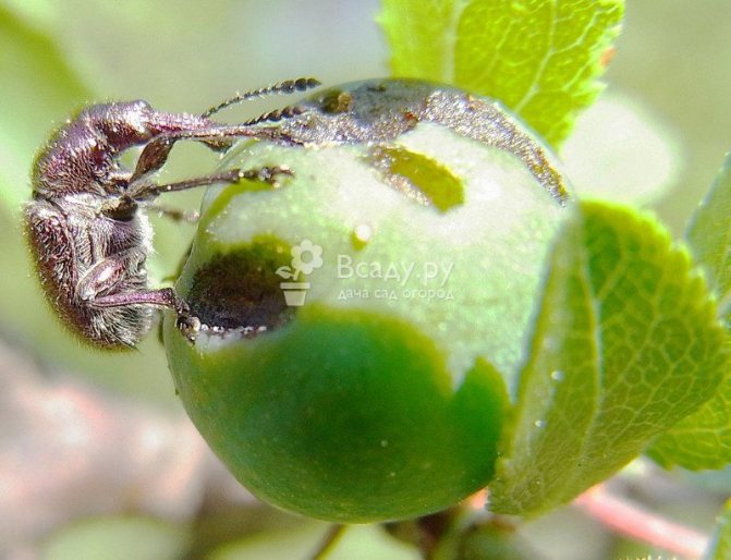 Черешовият дългоносик причинява голяма вреда на плодовете