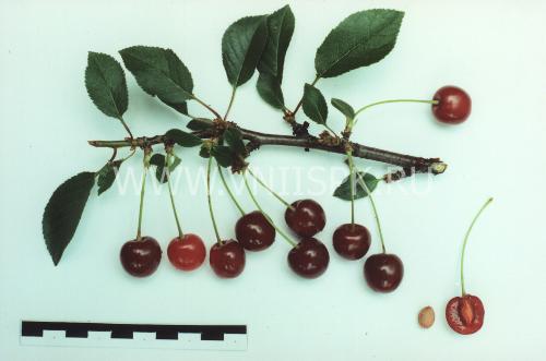 Cherry Bystrinka: Sortenbeschreibung
