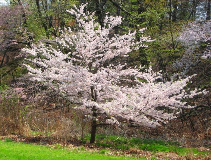 Cherry adalah gambar pokok atau pokok renek