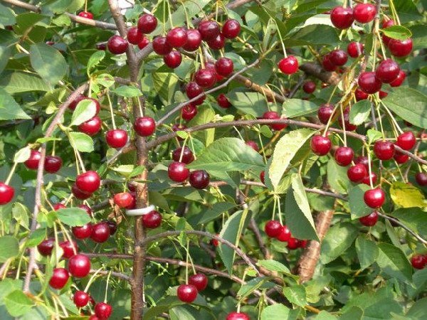 Cherry Lyubskaya: وصف وخصائص زراعة مجموعة متنوعة خصبة ذاتيًا