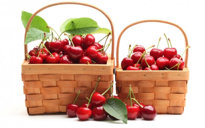 Cherry Morozovka beskrivning och egenskaper hos sorten, utbytet och pollinerarna || Cherry Morozovka beskrivning och egenskaper hos sorten, utbytet och pollinerarna