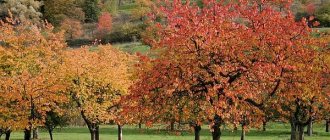 Třešně potřebují podzimní péči