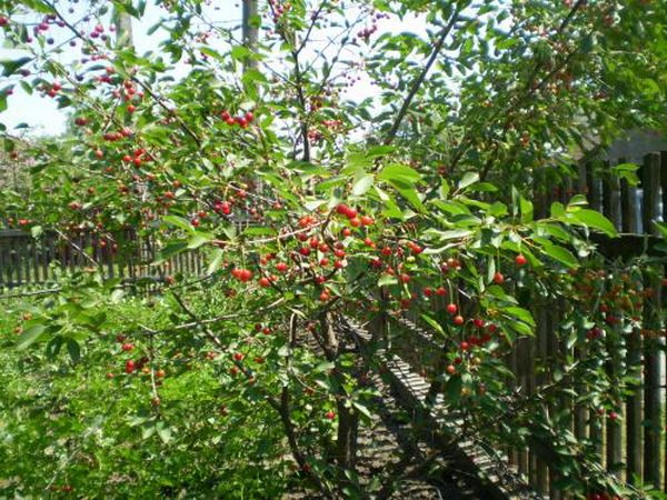 Körsbär som växer längs staketet