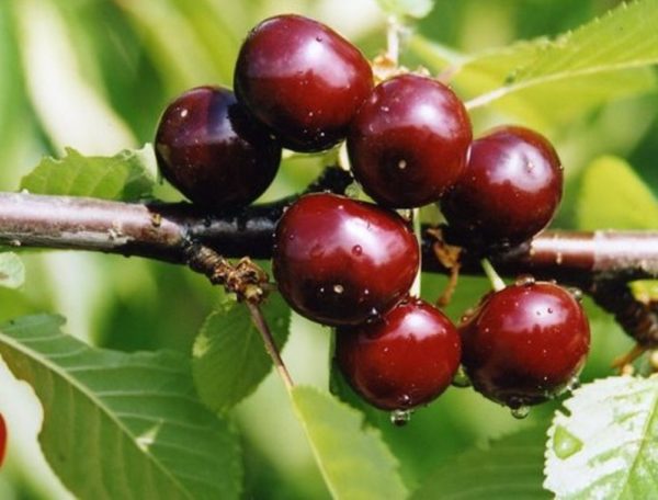 Cherry varieties Miracle - description and characteristics, advantages and disadvantages, planting and care features with reviews