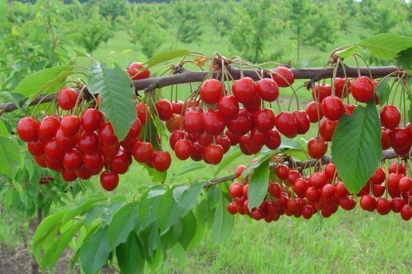 Cherry varieties Miracle - description and characteristics, advantages and disadvantages, planting and care features with reviews