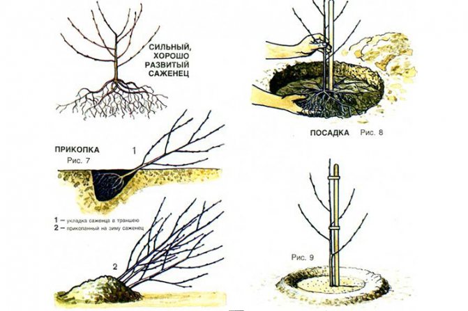جوكوفسكايا الكرز - زراعة