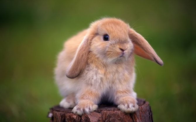 Lop-eared dekorativa kaniner lever längre än raka