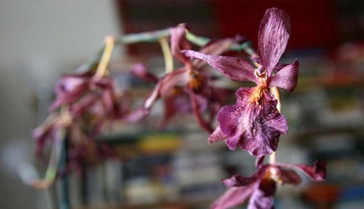 torkad orkidéblommastjälk