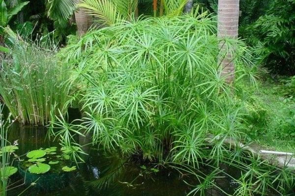 Humidity for cyperus