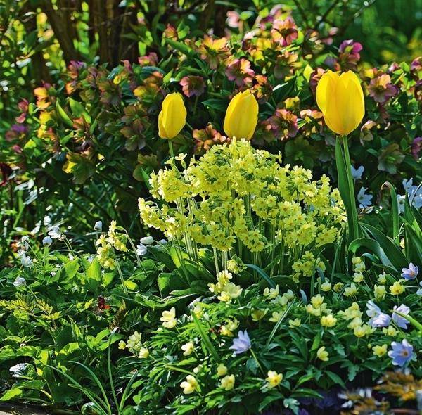 الزنبق ، مبلل بالندى ، يحلق فوق حديقة الزهور. يتم لعب الحاشية بواسطة زهرة الربيع الربيعية (Primula veris) وشقائق النعمان البلوط (Anemone nemorosa) و hellebores. لا يمكنك أن تغمض عينيك عن الشركة المشرقة!