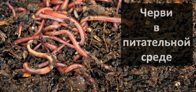 Влияние на земните червеи върху плодородието на почвата