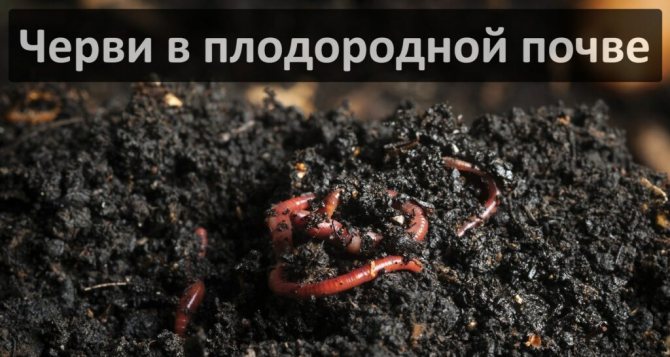 Влияние на земните червеи върху плодородието на почвата