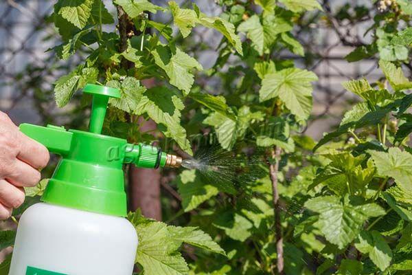 La vinaigrette ou la pulvérisation foliaire est un moyen rapide de saturer les groseilles en nutriments