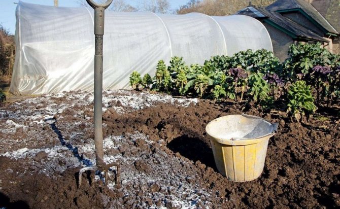 Въвеждането на доломитово брашно в почвата