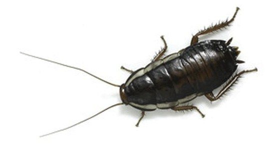 external structure of a black cockroach