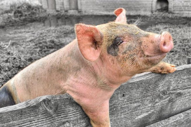 External manifestations of erysipelas in pigs