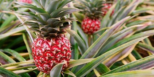 Apparence d'ananas