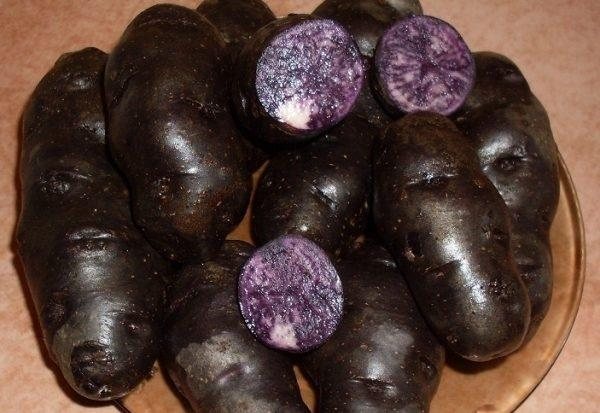 vzhled černých brambor