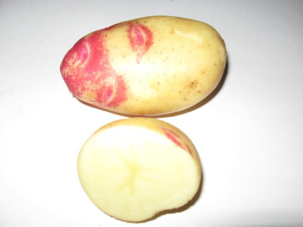Utseendet på potatisknölen Ivan da Marya