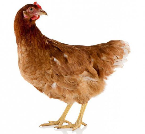 Utseende av kycklingar rodonit