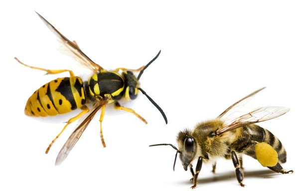 Aspect de viespe și albine