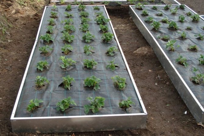 Hitsura ng pagtatanim ng mga strawberry sa isang greenhouse