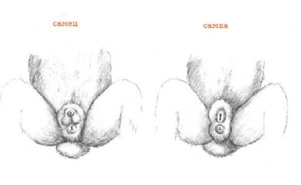 Utseendet på de bildade könsorganen hos kaniner av båda könen
