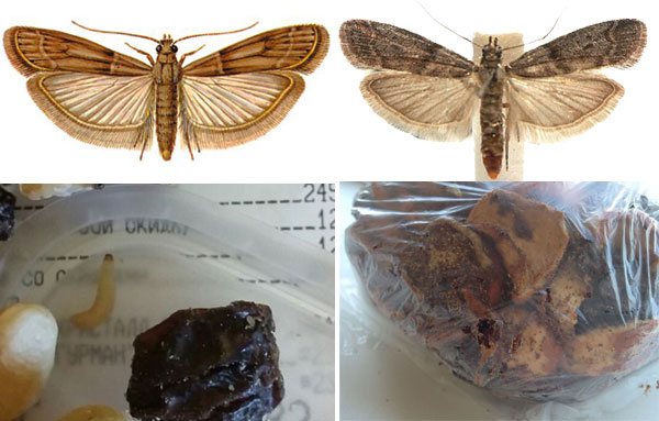 The appearance of a dried fruit moth