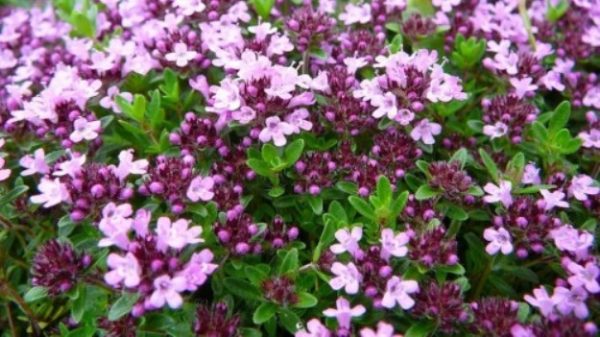 Thyme appearance