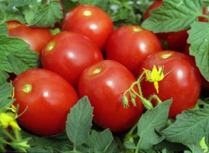 tomat utseende nybörjare