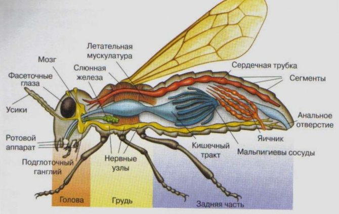 Вътрешната структура на муха - диаграма
