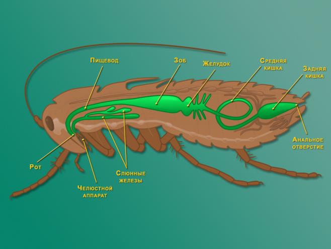 Internal organs of a cockroach