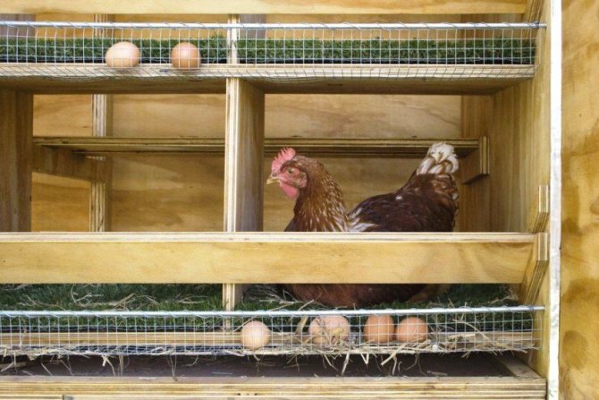 Den invändiga efterbehandlingen av kycklinghuset är gjord av lakan av fuktbeständig plywood