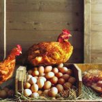 În interiorul găinilor, este necesar să se mențină un microclimat optim pentru pasăre.