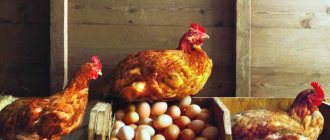 În interiorul găinilor, este necesar să se mențină un microclimat optim pentru pasăre.