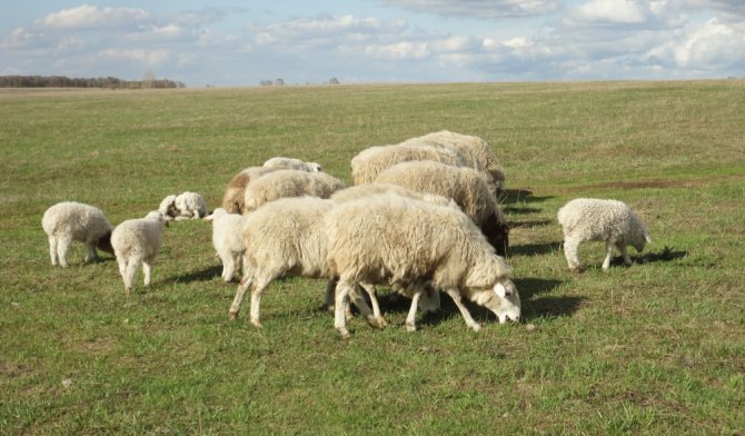 Когато пасете добитък, уверете се, че нито една овца не се отклонява на голямо разстояние